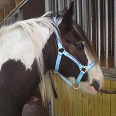 Irish Cob Blue Balue