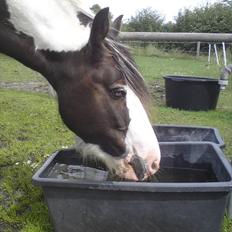 Irish Cob Blue Balue