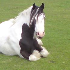 Irish Cob Blue Balue