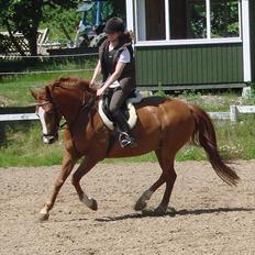 Anden særlig race Flying Shadow  SOLGT