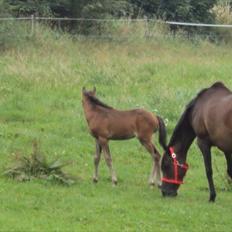 Fuldblod (XX) Gucci  SOLGT