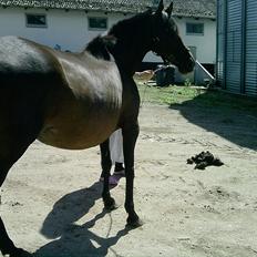 Fuldblod (XX) Gucci  SOLGT