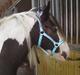 Irish Cob Blue Balue