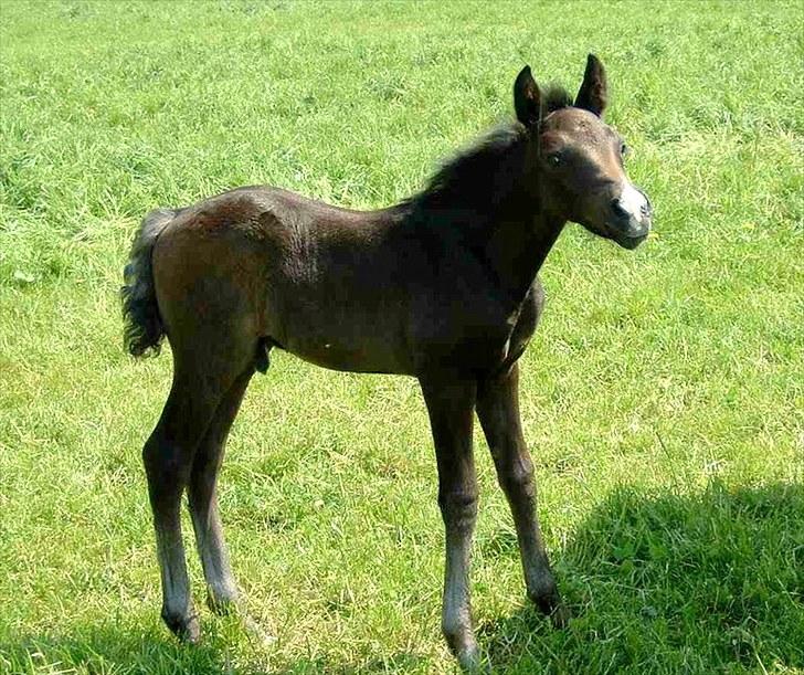 New Forest | Lundemarksgårds C. Ance *B-PONY* - [16] Følle-Bølle.. ;-) - på fold. billede 16