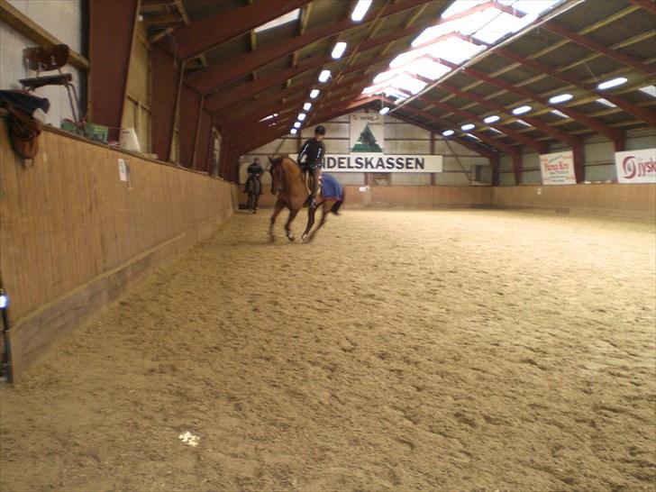 Anden særlig race Branco.  - første glarop på ham. da jeg var over og prøve ham :) billede 3