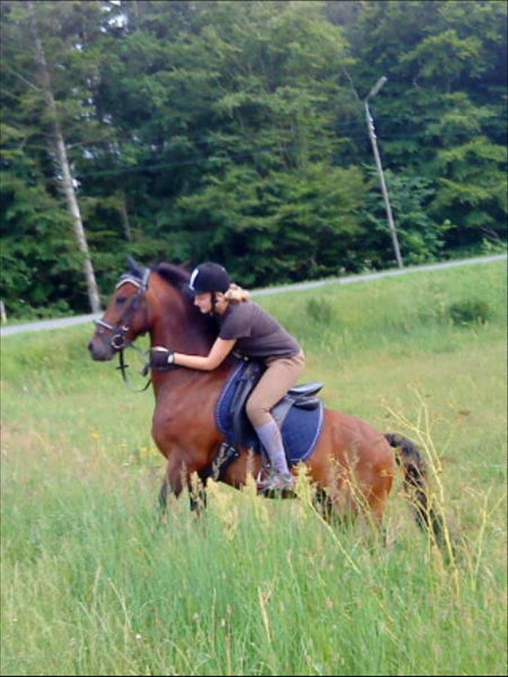 Welsh Pony (sec B) bakkegårdens prins SOLGT  - Mig og prinse på vej op af bakken på HJR..!<3 billede 19