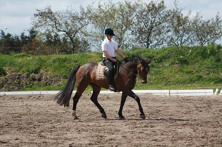 Dansk Varmblod Waldfriede billede 12