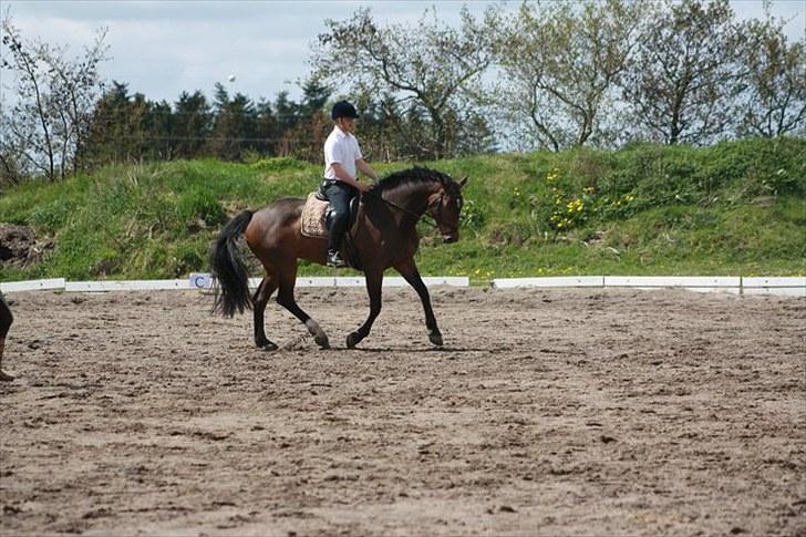 Dansk Varmblod Waldfriede billede 13