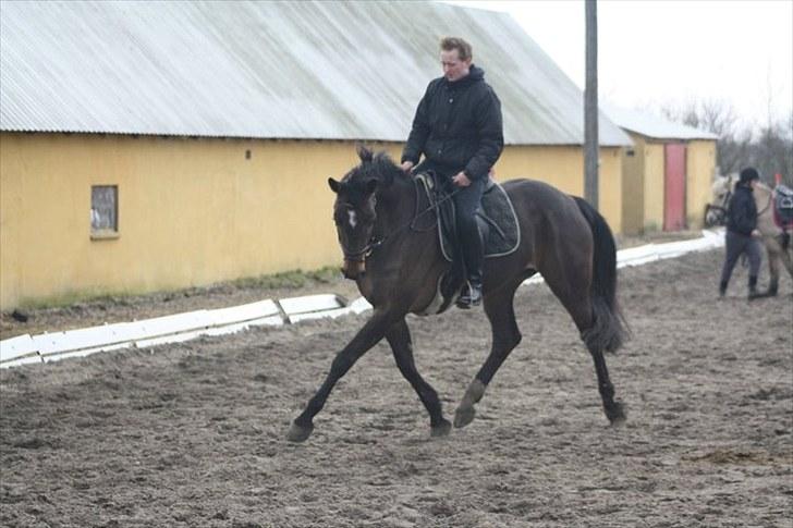 Dansk Varmblod Waldfriede billede 14