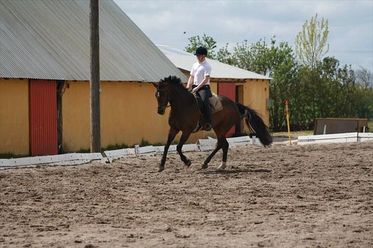 Dansk Varmblod Waldfriede billede 15