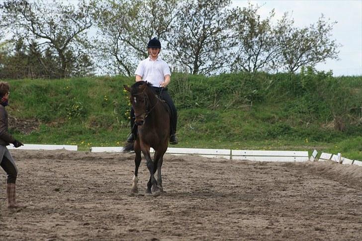 Dansk Varmblod Waldfriede billede 16