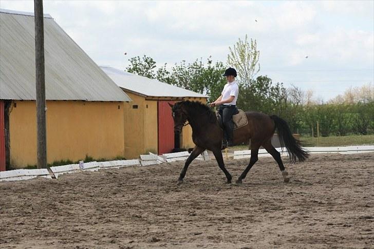 Dansk Varmblod Waldfriede billede 17