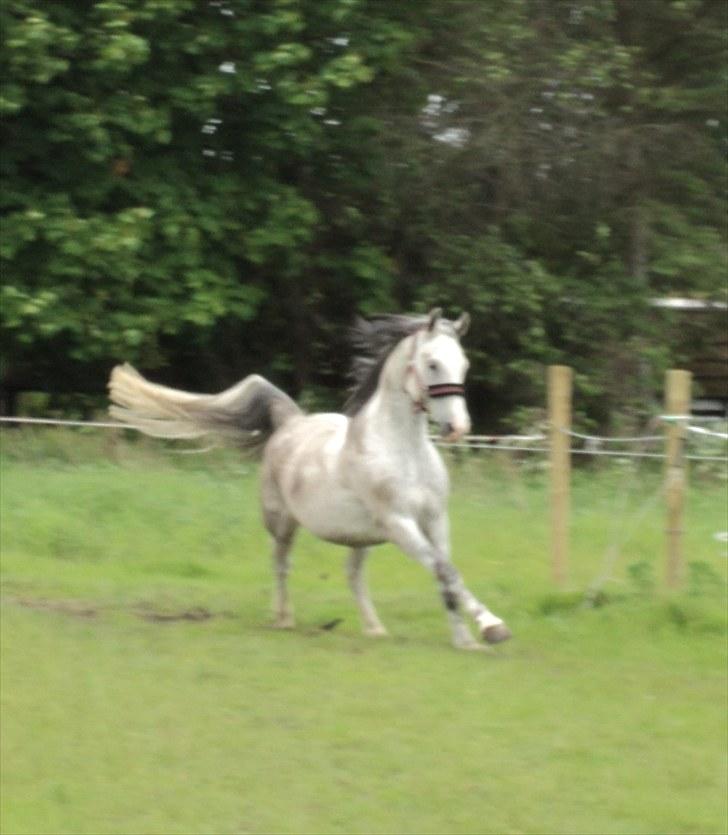 Anden særlig race Amigo - Sommeren 2011  billede 6