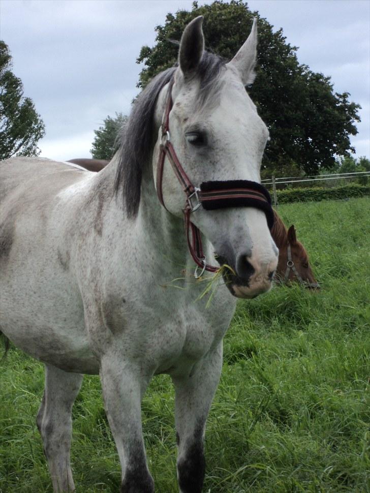 Anden særlig race Amigo - Flotte  billede 7