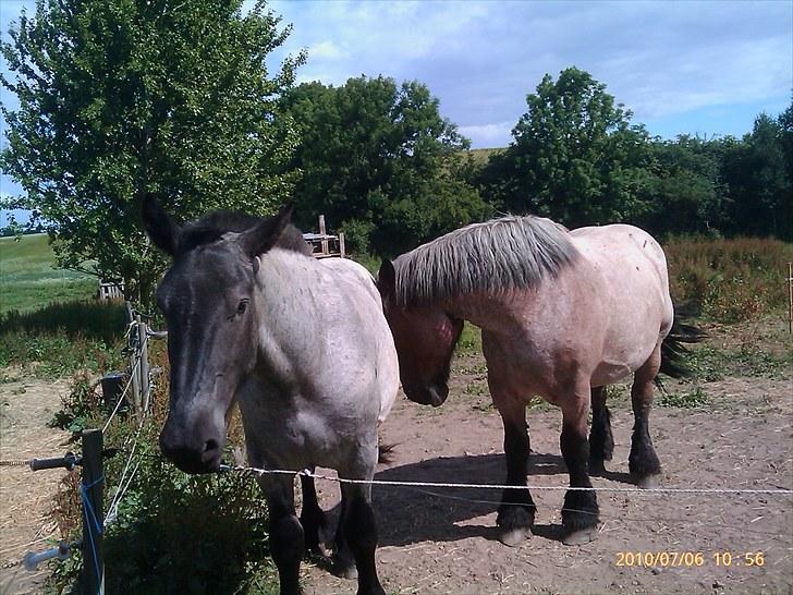 Belgier Bormosens Herkules - sidste billede sammen med bøffen.. billede 9