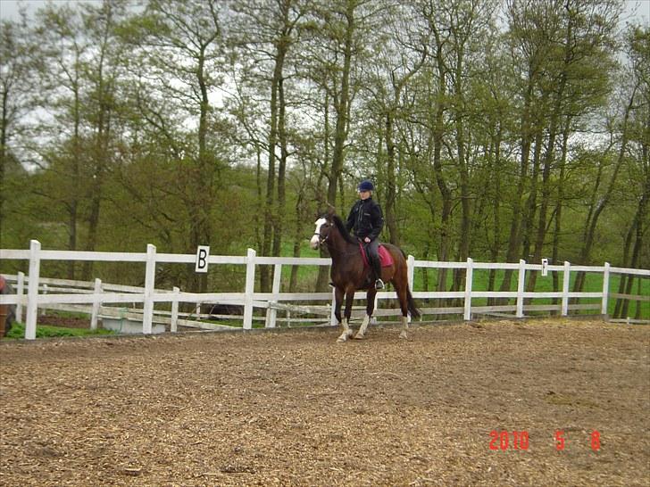 Dansk Varmblod Tybjergs Miss Go Go billede 2