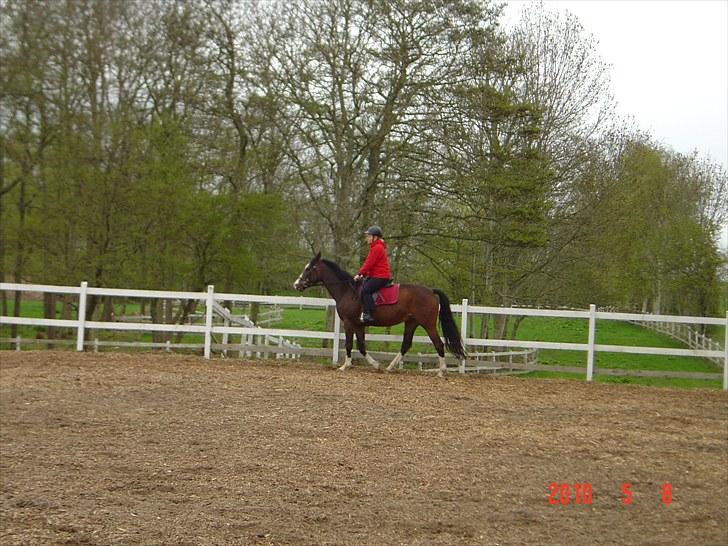 Dansk Varmblod Tybjergs Miss Go Go billede 3