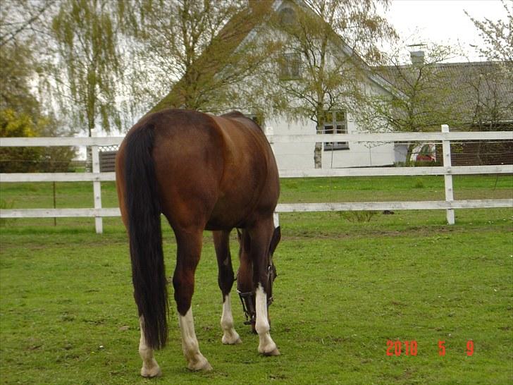 Dansk Varmblod Tybjergs Miss Go Go billede 4