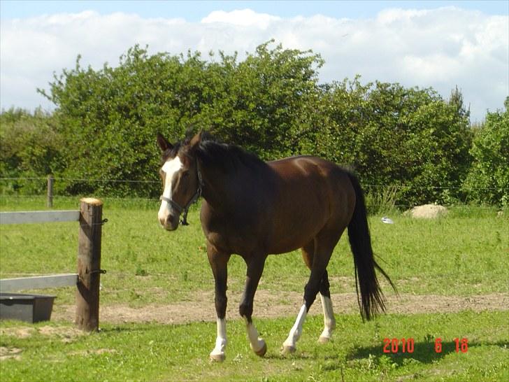 Dansk Varmblod Tybjergs Miss Go Go billede 6