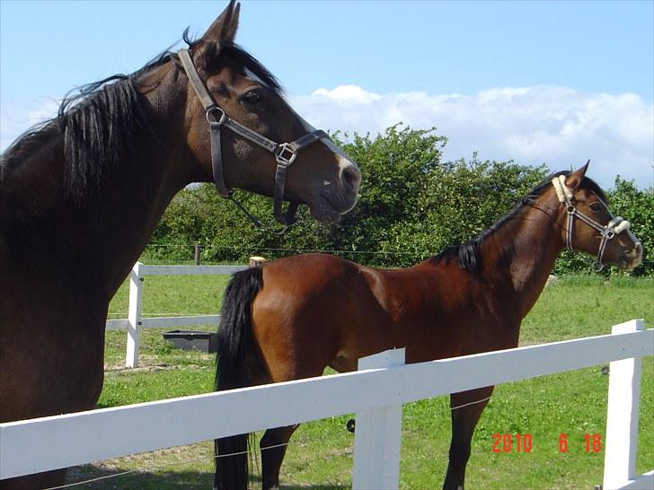 Anden særlig race White nose lady billede 2