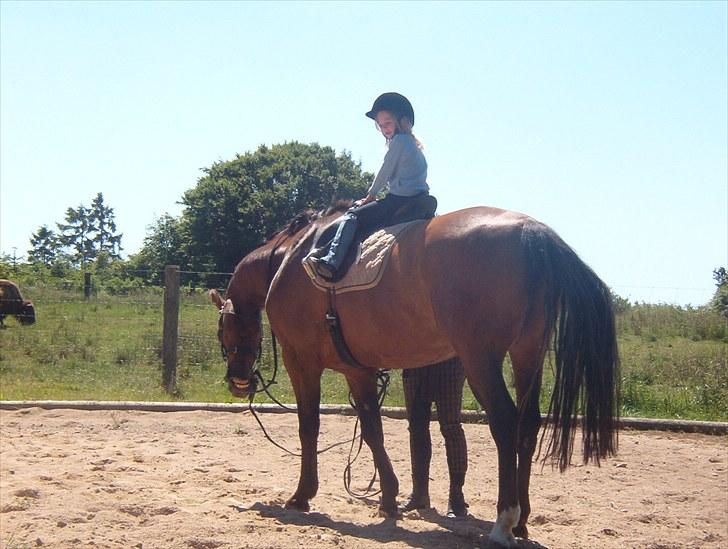 Dansk Varmblod Apollo *RIP*  billede 11