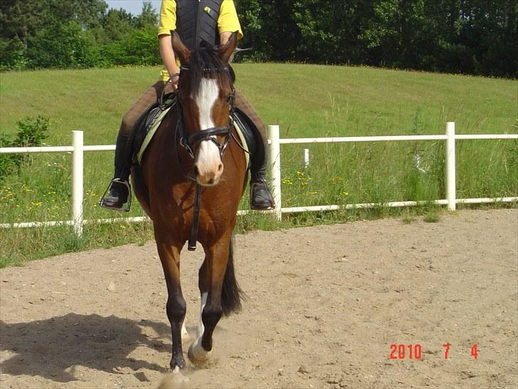 Anden særlig race White nose lady billede 4