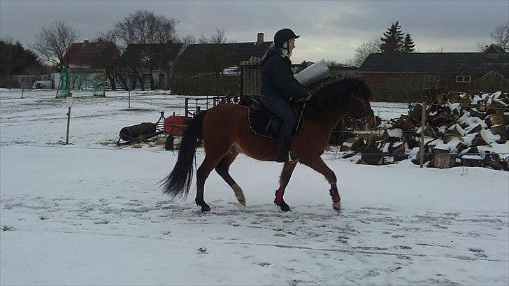 Anden særlig race Ferrai - jan. 2011 billede 7
