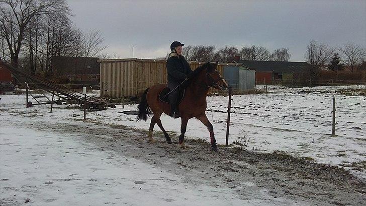 Anden særlig race Ferrai - Lidt trav en januar måned 2011 billede 10