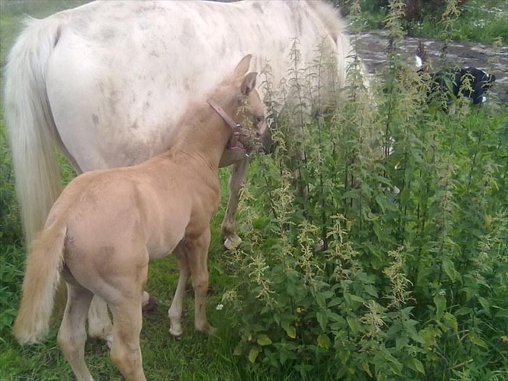 Palomino Golden Miss Honey solg - nu kan du ikke se mit søde hoved billede 12