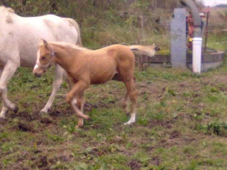 Palomino Golden Miss Honey solg - vent jeg skal med billede 13