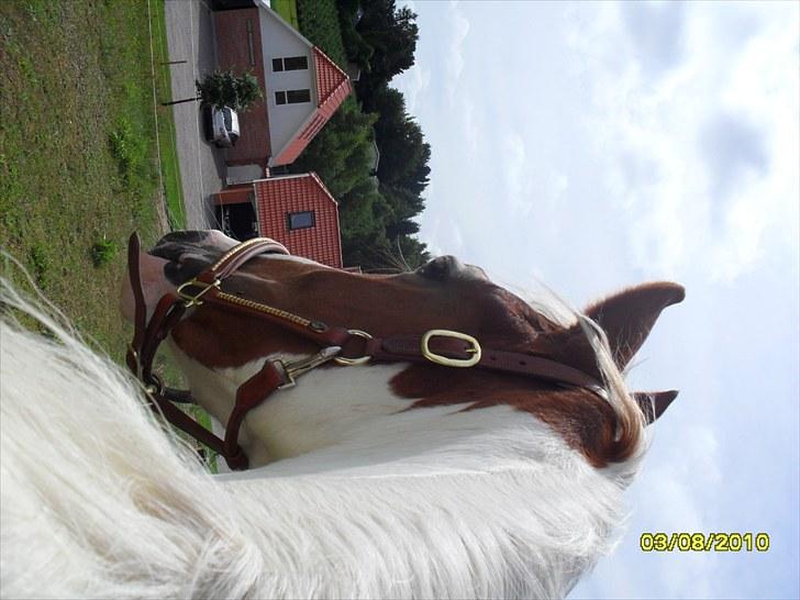 Pinto Svalebos Jasmin billede 8