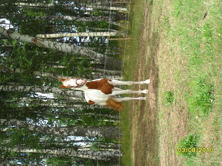 Pinto Svalebos Jasmin billede 9