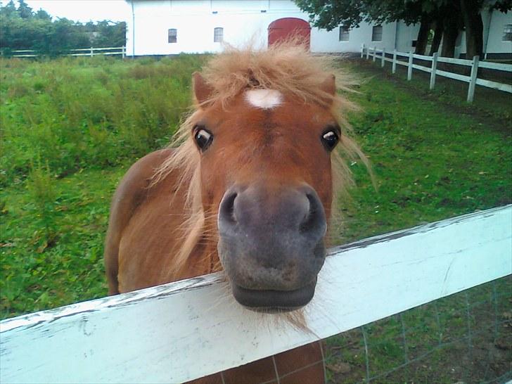 Shetlænder Chesney G. SOLGT - Chesney på folden (: billede 11