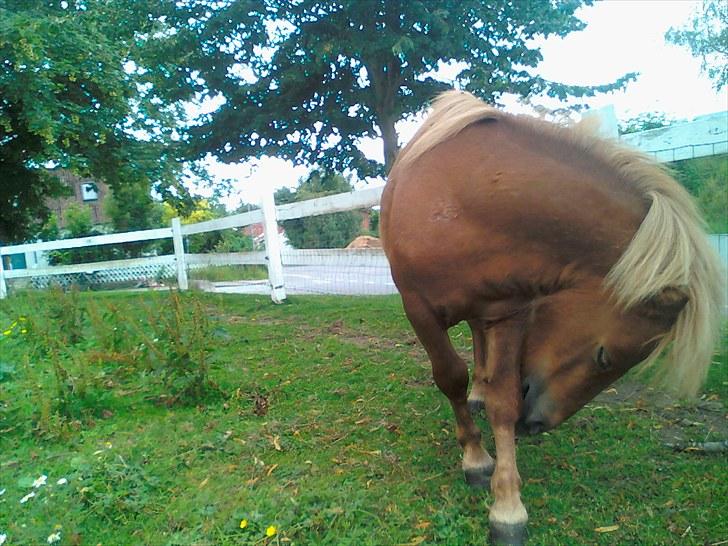 Shetlænder Chesney G. SOLGT billede 12