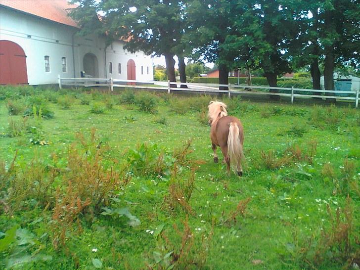 Shetlænder Chesney G. SOLGT billede 13