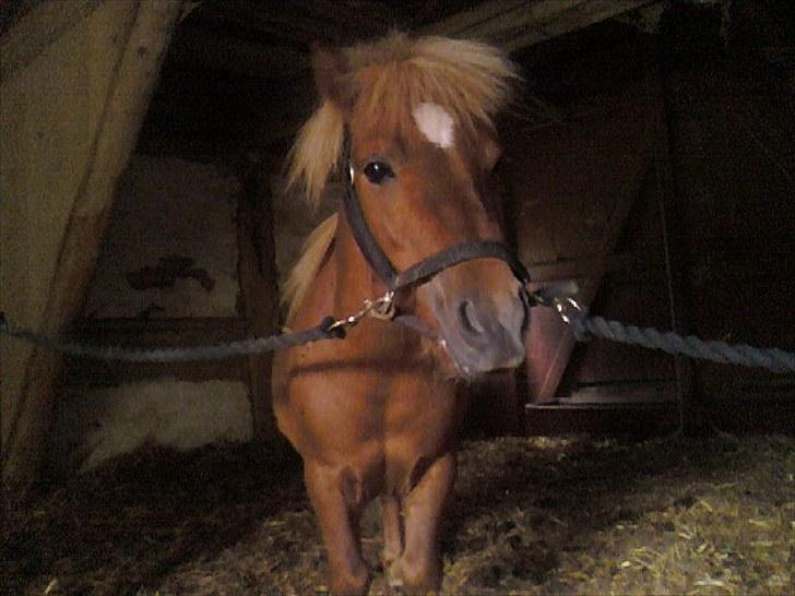 Shetlænder Chesney G. SOLGT billede 14