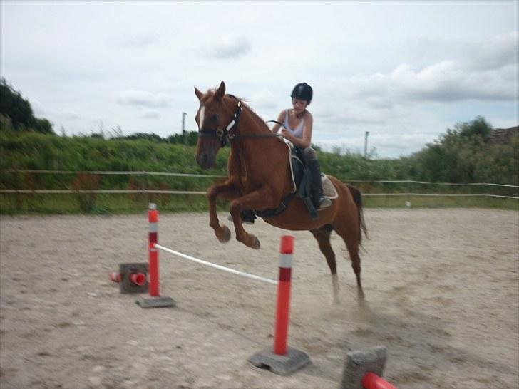 DSP /Araber Kasmir Min drøm<3 - wii hehe spring på min smukke pony billede 17