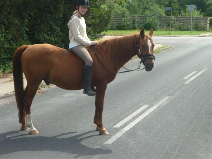 DSP /Araber Kasmir Min drøm<3 - mig og kasmir ude og ride på vejen uden sadel og hovedetøj:D billede 18