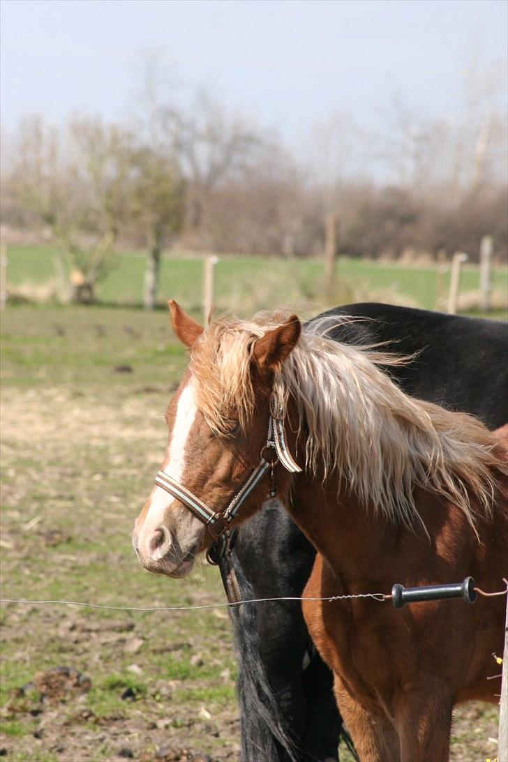 Welsh Cob (sec D) Dahlsminde Covergirl billede 8