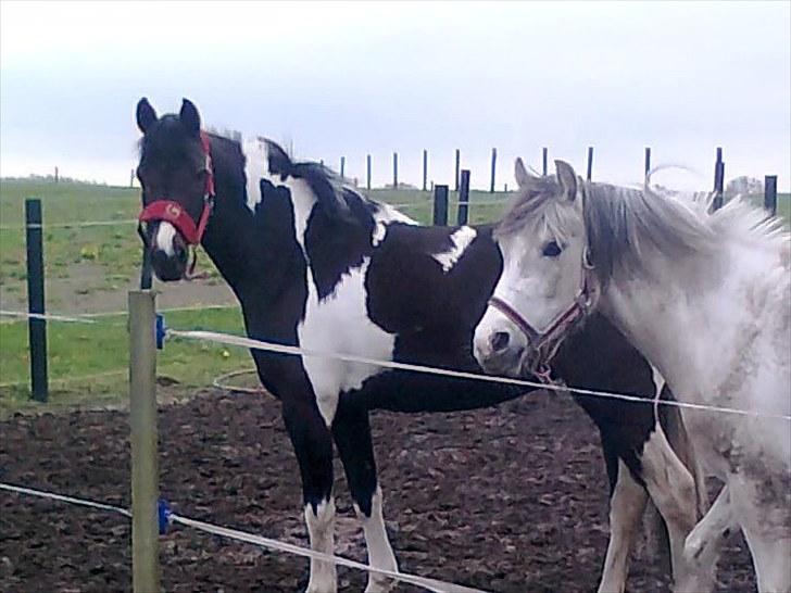 Anden særlig race Lundsbjergårds Indi billede 9