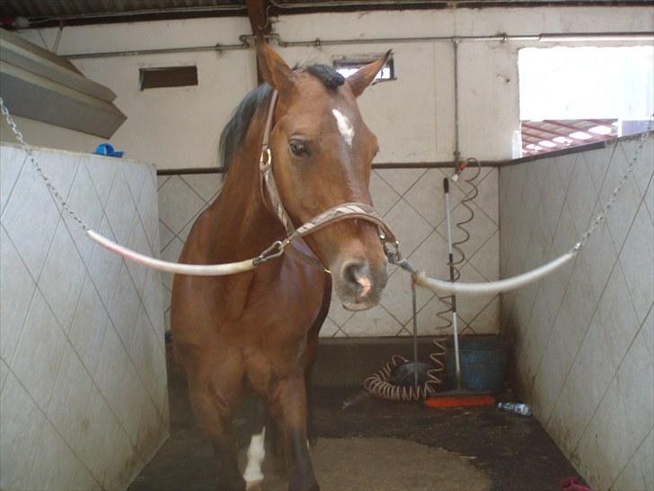 DSP Røgild's Artax - Taxen og miq var på ridelejr <3 billede 2