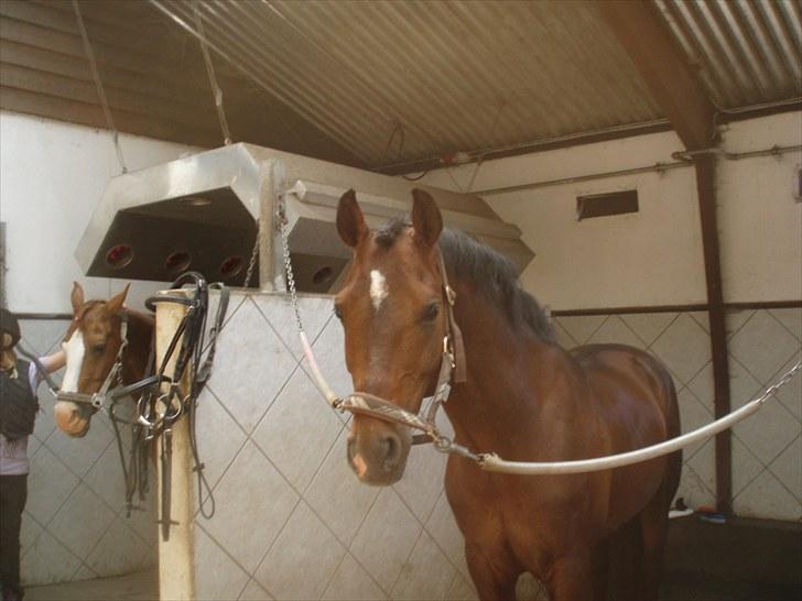 DSP Røgild's Artax - uuh er han ikke nuttet <3 billede 3