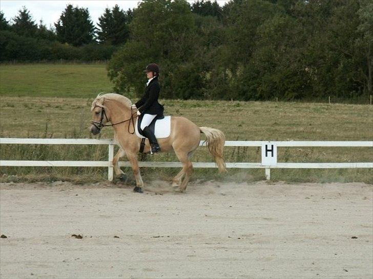 Fjordhest Ingegård's Bea SOLGT - Stævne  billede 4