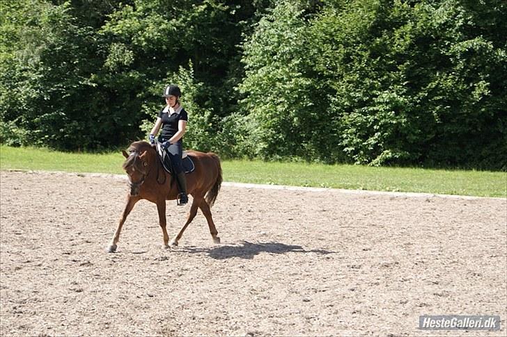 Hollandsk Sportspony Van Gogh - du er såå dygtig baby:b<3 billede 8