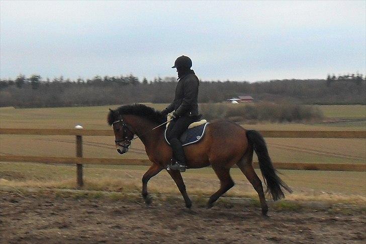 Anden særlig race Daugaards Casio - 15.Marts 2011  billede 8