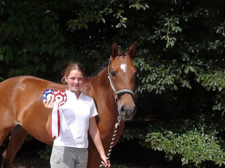 Hollandsk Sportspony Andorra *B-pony* Solgt - Hjemme igen efter et super stævne i solr. lb3 - 67,86 la1 - 66,55 :D billede 12