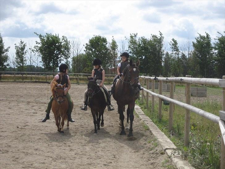 Dansk Varmblod Kiki "lynild" vogt - Kiki, Pax, og Bianca billede 10
