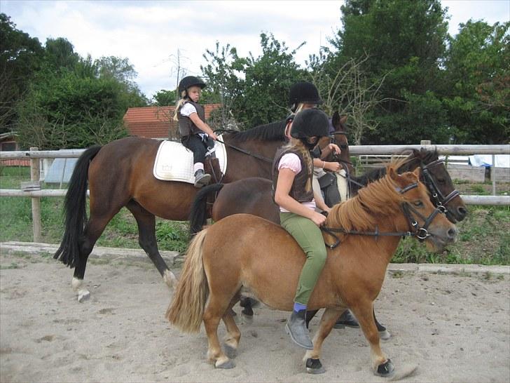 Dansk Varmblod Kiki "lynild" vogt - Skridter af billede 12