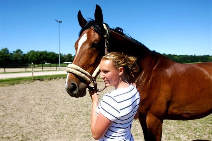 Dansk Varmblod Fly me 2 the moon* solgt til USA* billede 6