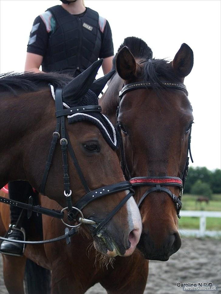 Oldenborg FREDRIK - Frede og Chico<3 Foto: Caroline billede 8